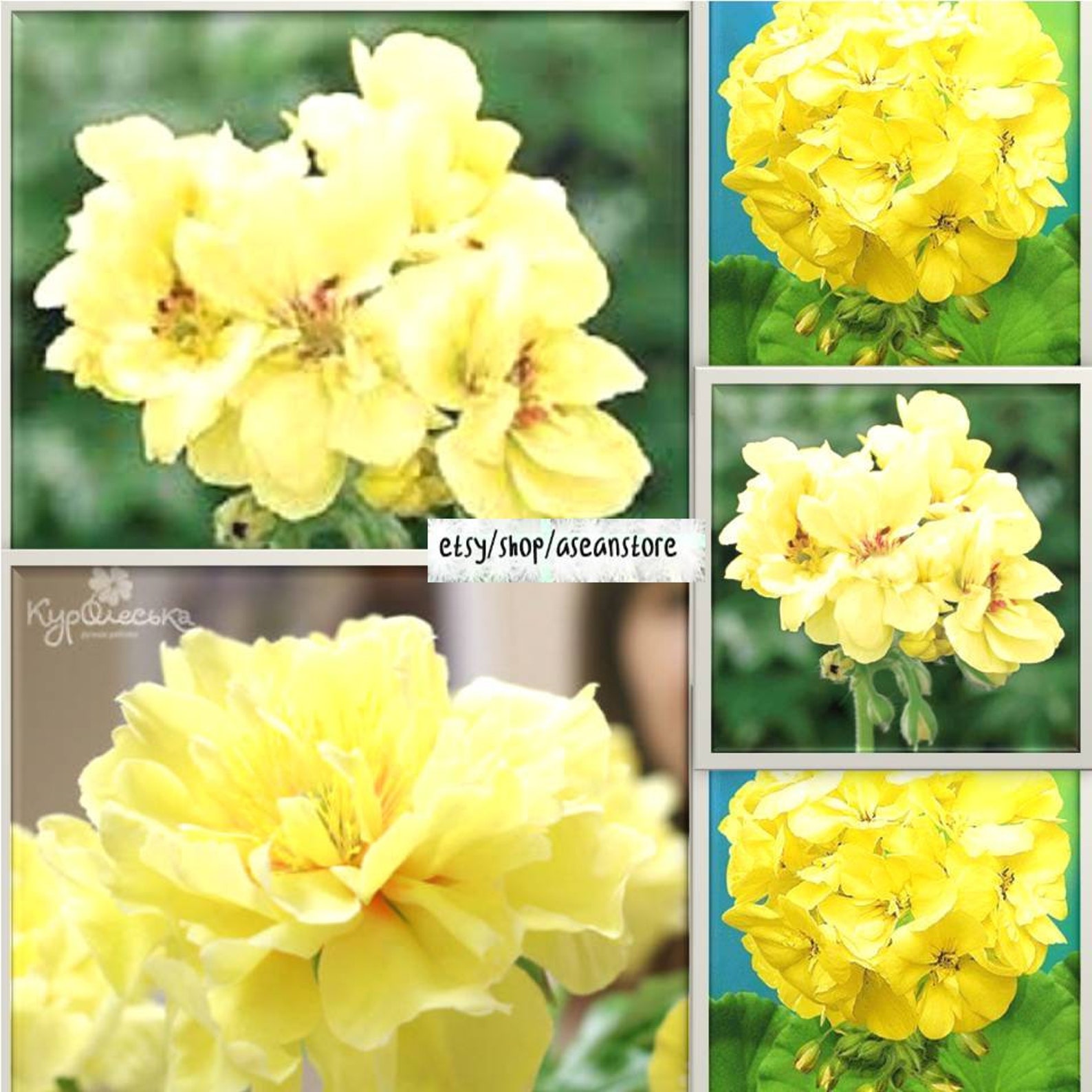 RARE 25 Yellow Geranium Seeds Perennial Flowers Seed Bloom Etsy