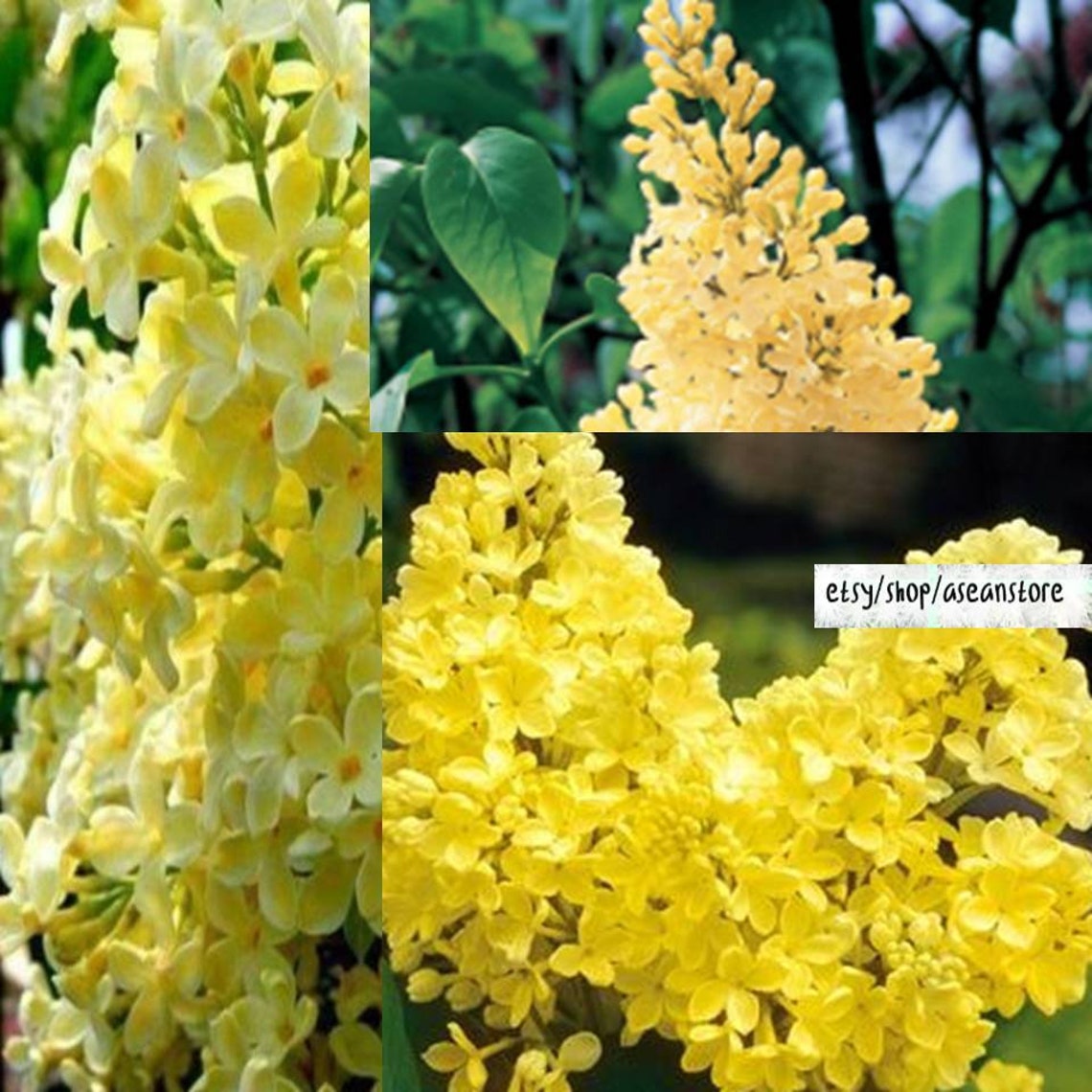HOT 25 Yellow Lilac Seeds Tree Fragrant Flowers Etsy