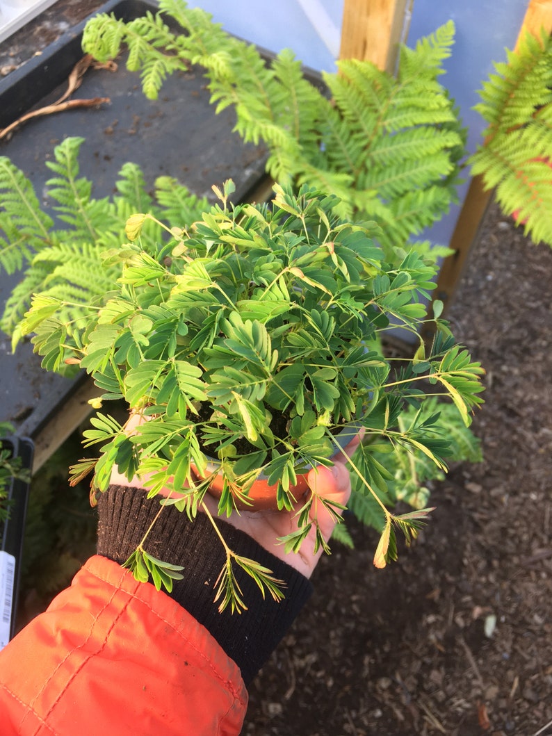 Mimosa pudica PLANT RARE amazing moving plant shiped in pot. Etsy