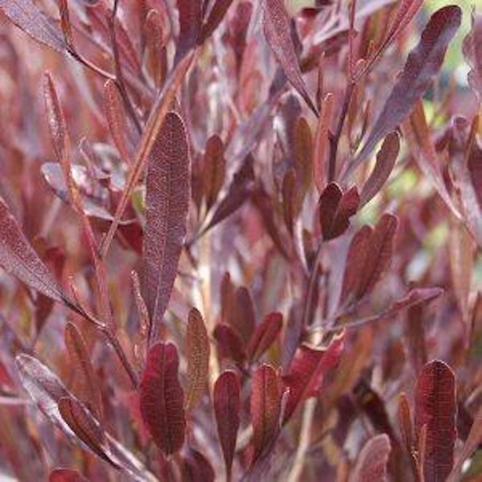 Shrub Plug Dodonaea Viscosa 'atropurpurea' Evergreen Shrub Plug Plant - Etsy UK