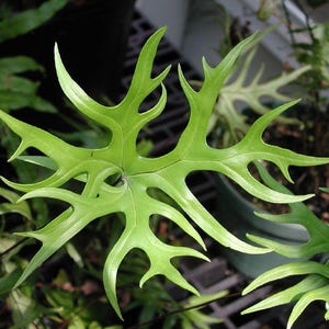 May include: A close-up of a bright green leaf with a distinctive, jagged edge. The leaf's form is complex, featuring numerous points and curves. Other green plants are visible in the background, indicating a botanical theme.