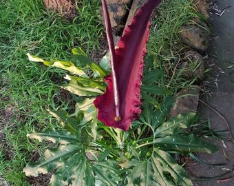Dracunculus vulgaris | 14cm potted plant | Dragon Arum | Exotic