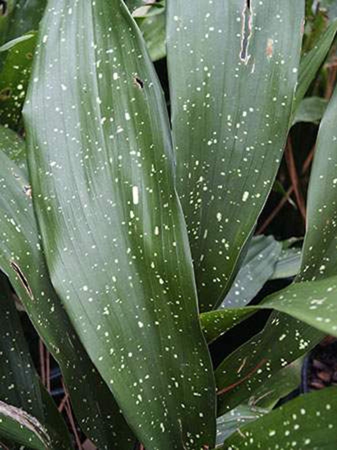 Aspidistra Elatior Milky Way - Etsy UK