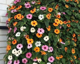 Thunbergia Mixed Black eyed Susan 3 Plug Plants