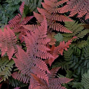 May include: A close-up of a bed of ferns. The image features a mix of green and reddish-pink ferns. The reddish-pink ferns are in the foreground, with the green ferns in the background. The ferns have a delicate, feathery appearance.