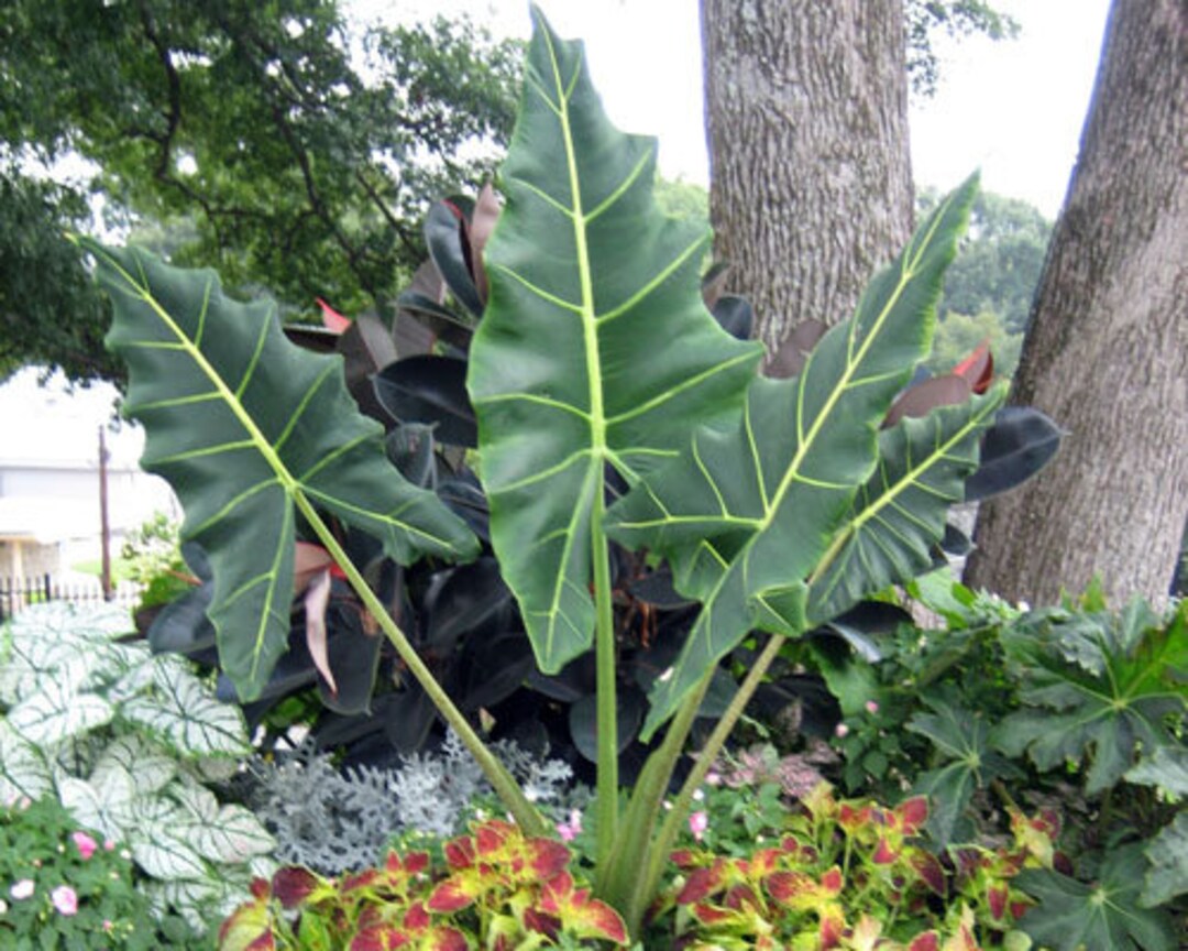 Alocasia Sarian Houseplant Plug Plant Etsy UK