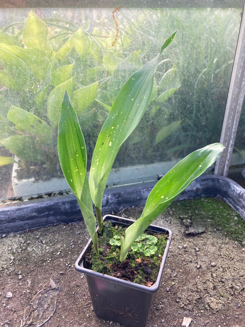 Aspidistra Elatior Milky Way - Etsy UK