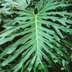 Philodendron bipinnatifidum| Houseplant Plug Plant