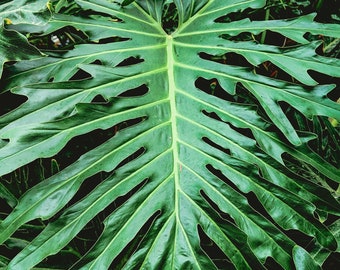 Philodendron bipinnatifidum| Houseplant Plug Plant