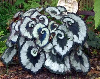 Begonia Escargot | Tropical Begonia | Plug Plant