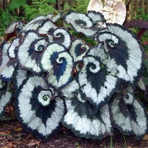 May include: A begonia plant with large, heart-shaped leaves. The leaves display a distinctive pattern of silver, dark green, and white swirls. The plant is set in a garden, with other greenery visible in the background.
