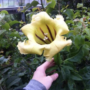 May include: A large, pale yellow flower with a trumpet shape and ruffled edges. The flower's interior features dark brown stripes and a cluster of white stamens. The flower is surrounded by green leaves and stems, with a hand gently touching the flower.