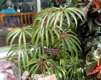 Begonia luxurians | Tropical Begonia | Plug Plant