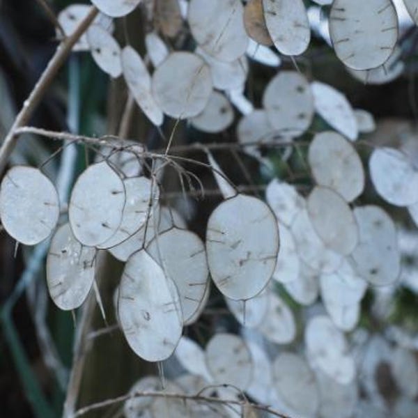 Lunaria annua Honesty 6 Plug Plants Wildflower