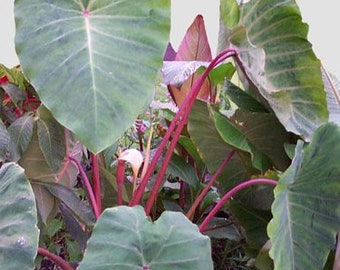 Colocasia Pink China | plug plant | Hardy Taro Plant