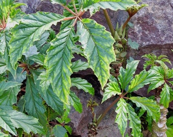 Begonia carolineifolia| Plug Plant | Palm Begonia