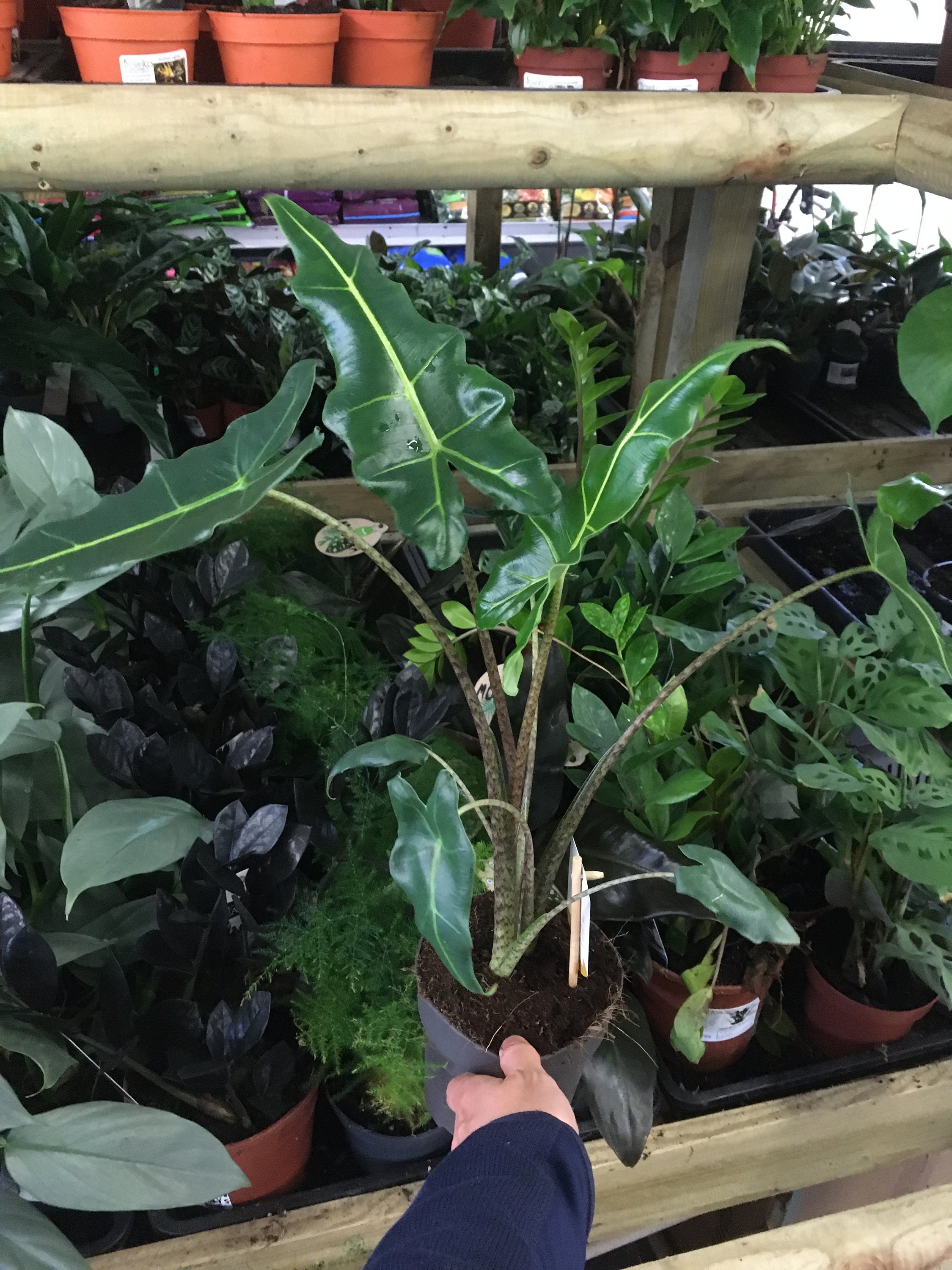 Alocasia Sarian 14cm potted plant Etsy