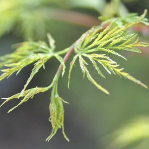 May include: A close-up shot of a Japanese maple branch, showing light green, finely divided leaves. The leaves have a feathery texture, with a reddish-brown stem. The background is a soft, blurred green.