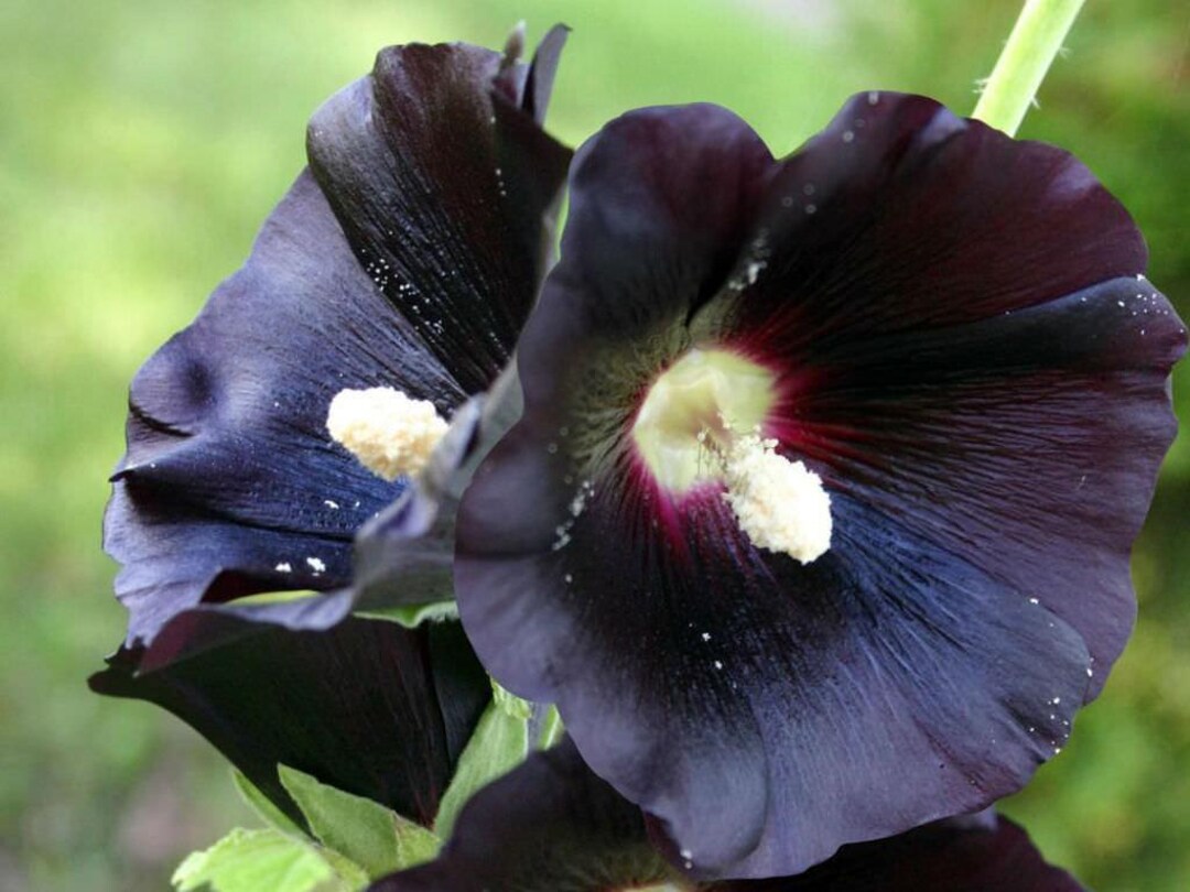 Alcea Rosea Nigra Black Hollyhock 6 Plug Plants - Etsy