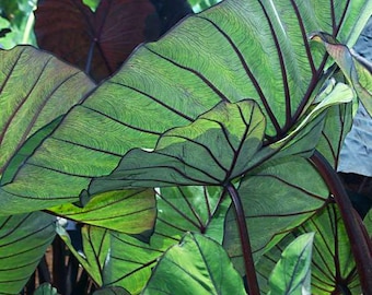 Colocasia Blue Hawaii Taro Plant Plug plant