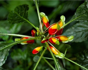 Impatiens niamniamensis | Parrot Plant | Plug Plant