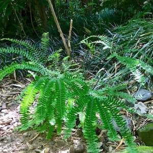 Adiantum pedatum Hardy maidenhair Fern Plug plant