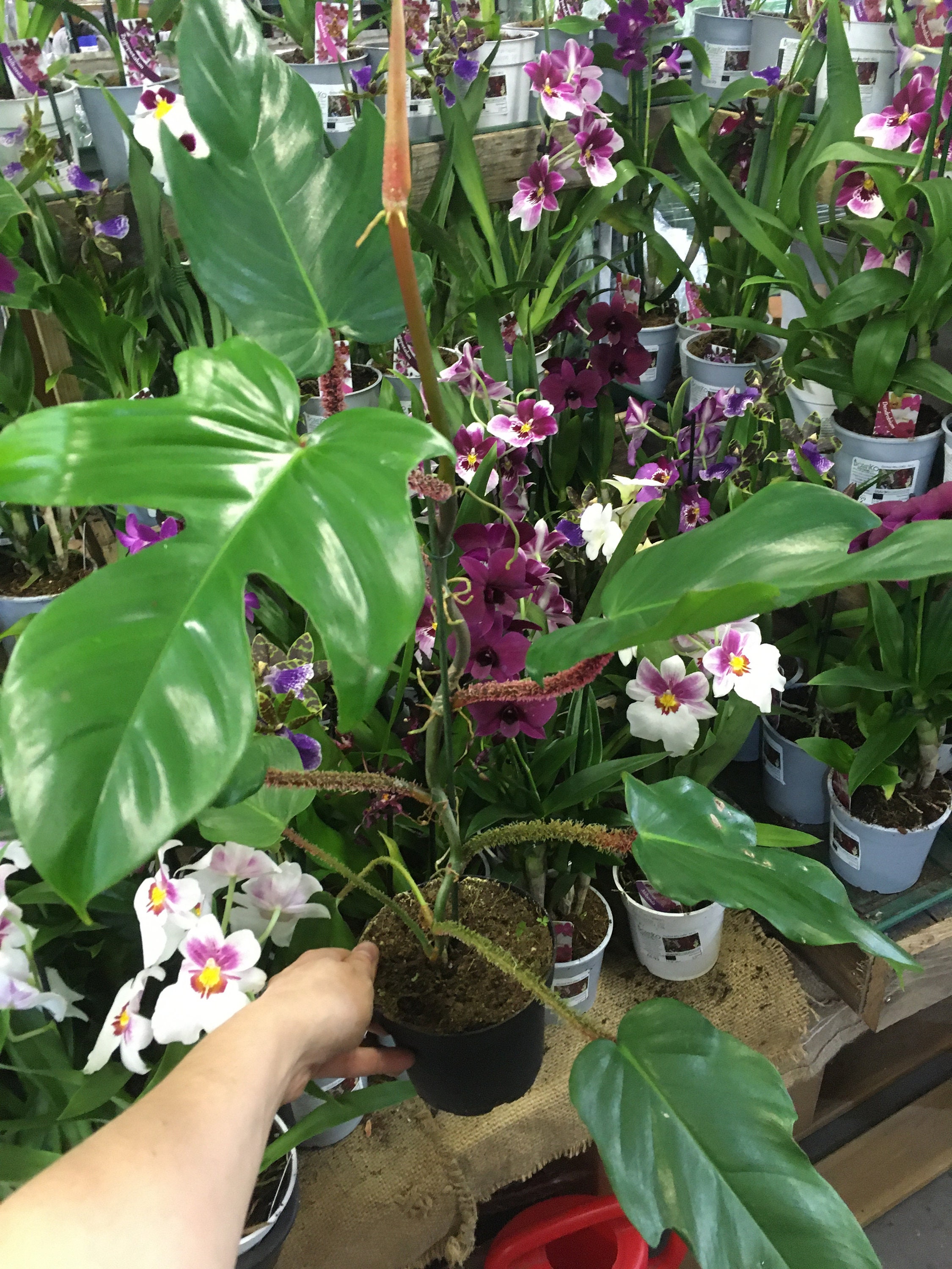 Philodendron squamiferum 13cm potted plant unusual house Etsy