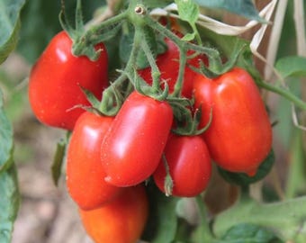 Tomato San Marzano 3 Plug plants Veg plants