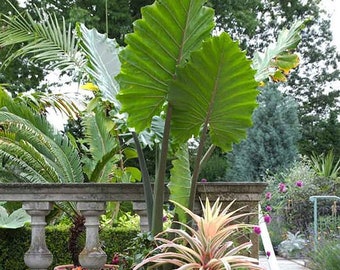 Alocasia portadora|Taro Plant | Plug Plant