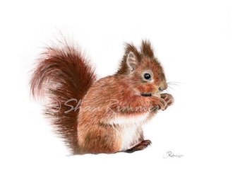 Limited edition Wildlife Print from original pastel drawing- red squirrel