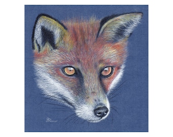 Limited edition Wildlife Print from original pastel drawing- fox