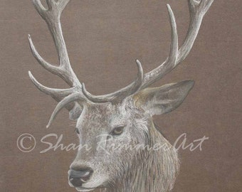 Limited edition Wildlife Print from original pastel drawing- Stag -