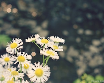 Common Daisy Photo, Outdoor Floral Print Wall, Flower Art, Digital Download