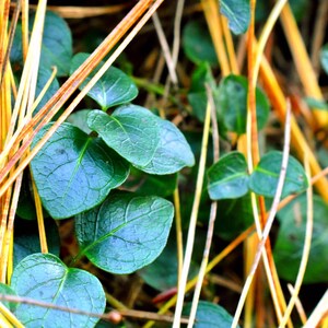 Macro Nature Photo, Minimal Photo, Digital Printable Download