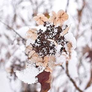 Outdoor Winter Printable Wall Art, Snow Wildflower Printable Photo