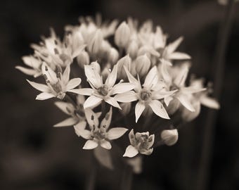 Sepia fotokonsttryck med vildblommor: Elegant naturinspirerad väggdekoration (digital nedladdning)