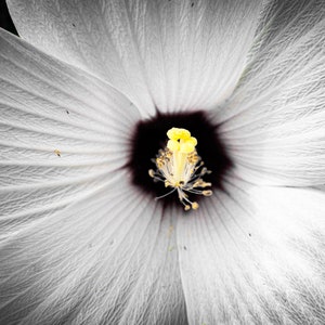 White Rose of Sharon Floral Wall Art, Monochrome Hibiscus Syriacus Print, Photography Digital Download for Home, Office, and Website Décor