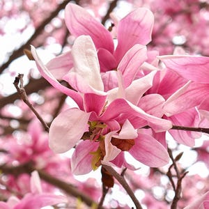 Elegant Pink Magnolia Tree Digital Art, Floral Wall Decor Print, Magnolia Blossom Photo Download, Nature-Inspired Printable for Home, Office