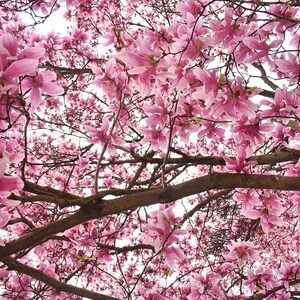 Pink Magnolia Flower Art Print, Photography Wall Art, Floral Artwork for Home Décor, Printable Digital Download, Elegant Magnolia Tree Print