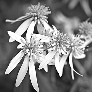Black and White Wild Flower Print, Vintage Aesthetic Floral Wall Art, Digital Download Stock Photo, Elegant Nature Decor for Home & Office