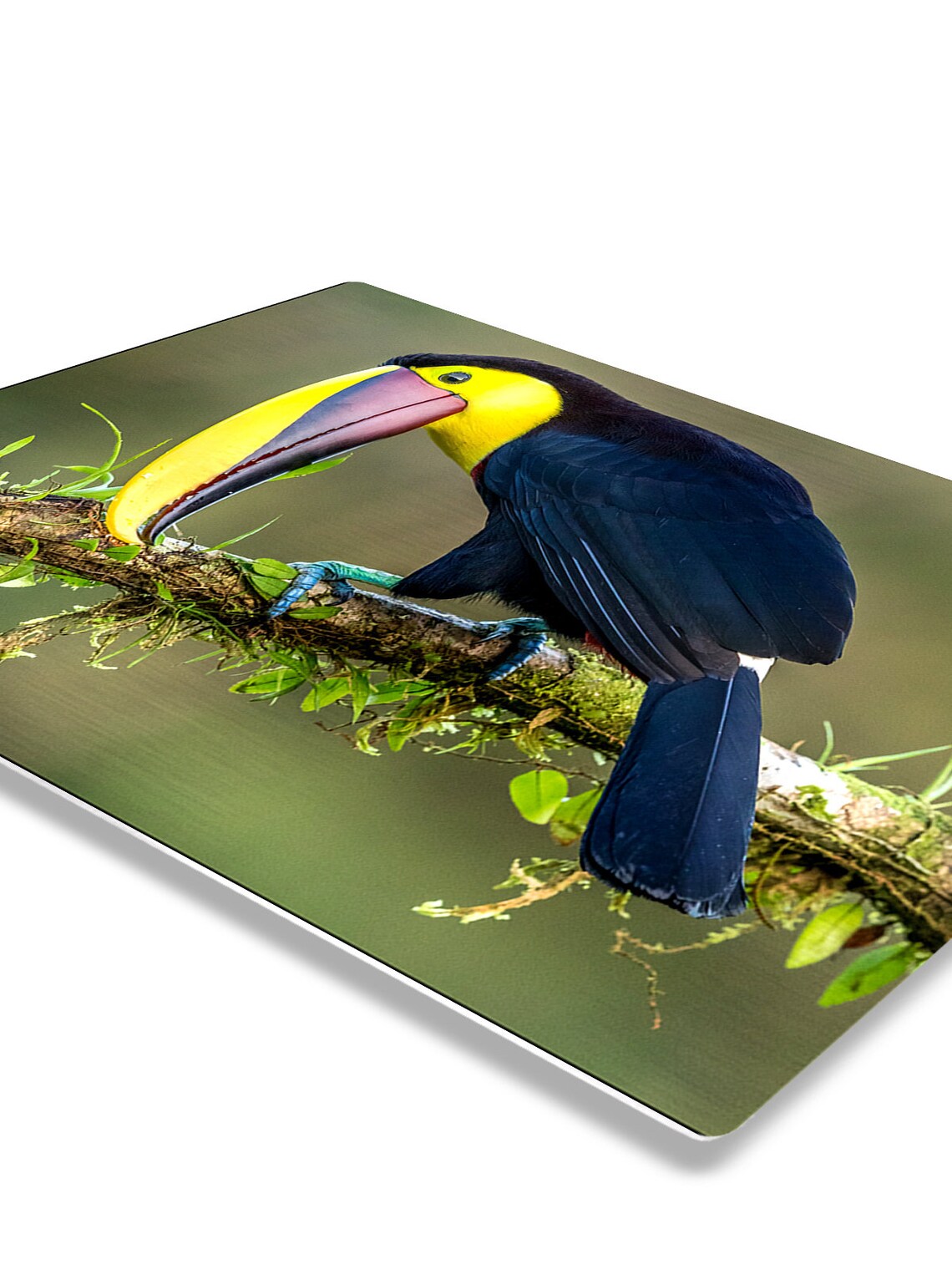 Tropical Birds Metal Print Wall Art Toucan Home Decor | Etsy