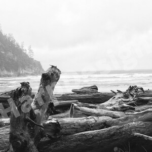 Oregon Beach Driftwood Wall Art