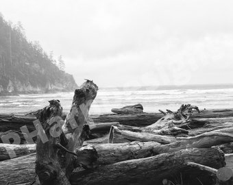 Oregon Beach Driftwood Wall Art