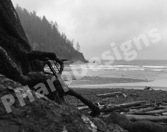 Oregon Coastal Driftwood Wall Art