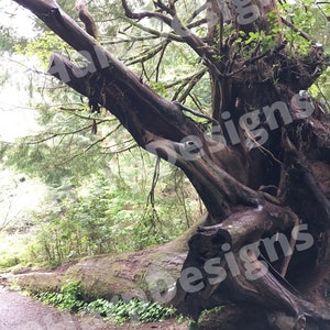 Oregon Tree Wall Art