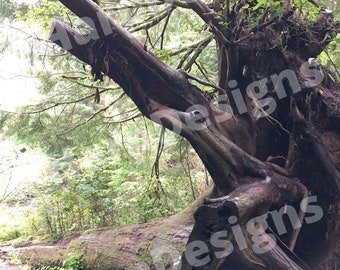 Oregon Tree Wall Art