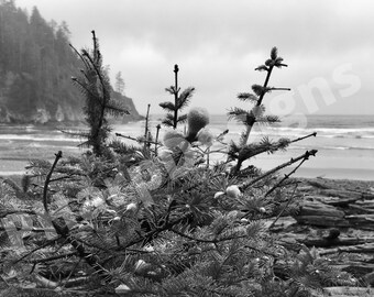 Oregon Coast Plants Arte mural
