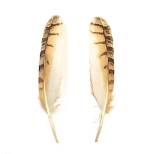 Puede incluir: Dos plumas en tonos crema y marrón. Cada pluma tiene una sección central crema con rayas marrones en los bordes. Las plumas se muestran sobre un fondo blanco.