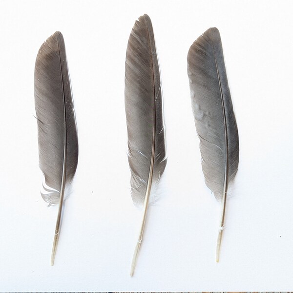 Wood pigeon feathers, naturally shed