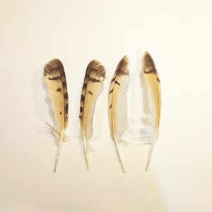 May include: Four brown and white feathers against a light brown background.